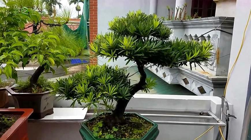 罗汉松盆景就这样养,学会这些养殖方法,一年能养成老桩