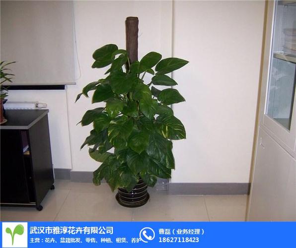 武汉绿植租售哪家好,雅淳花卉(在线咨询),武汉绿植租售