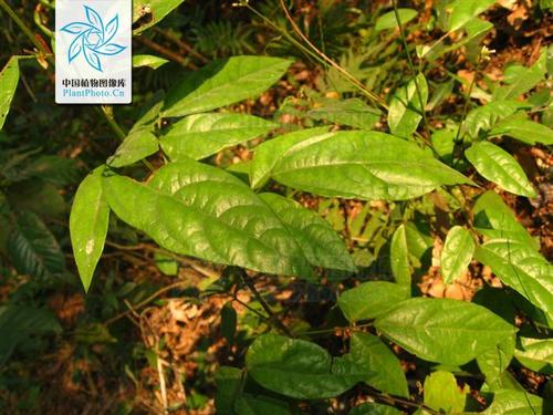  p>细长柄山蚂蝗(拉丁学名:podocarpium leptopus),为 a target="