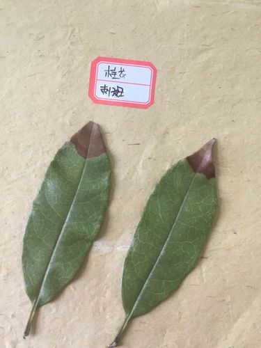 其它 植物病理  桂花枯斑病 主要危害:叶尖或叶缘 症状:发病初期,感病