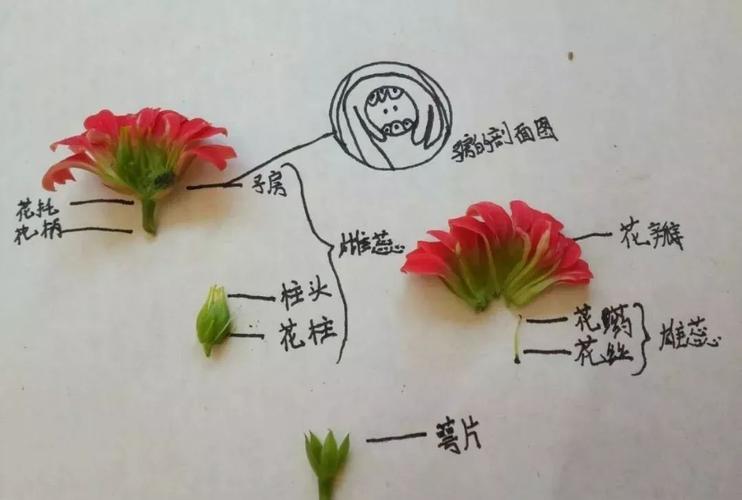 从零开始学养花科普达人认识花朵的结构