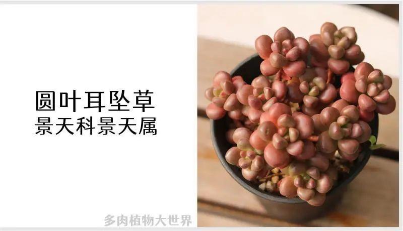 圆叶耳坠草景天科景天属多肉植物小型品种易群生