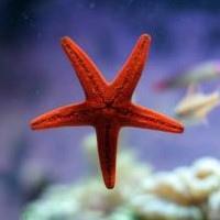 唯美好看的海星,动物头像图片-回车桌面