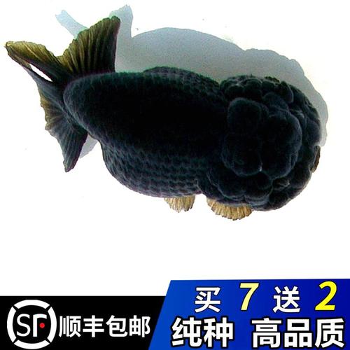 潘氏小尾兰寿水墨奶牛金鱼活鱼精品赛级观赏冷水活体水族宠物活体