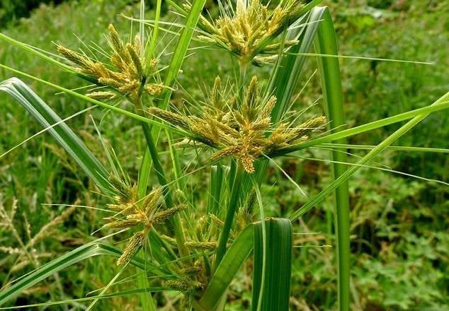 干燥后的根茎称为"香附",牛羊都不喜欢的野草,城里一斤14元