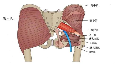 的主要肌群) -后群 梨状肌,股方肌,闭孔内肌,上宨肌,下宨肌,闭孔外肌