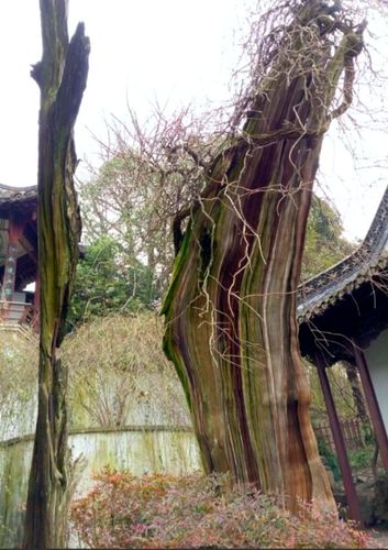 七绝枯木逢春其二扬州画舫录之寒湖瘦秀21