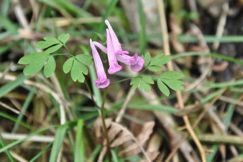 踪迹难觅的野生元胡