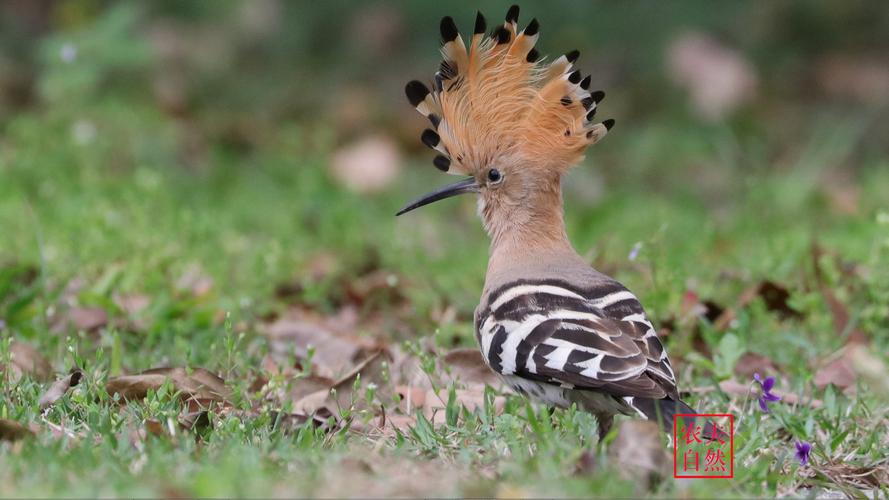 广州100种常见小动物