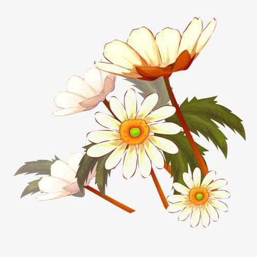 关键词 : 卡通,杭白菊,菊花,花朵,花卉,植物