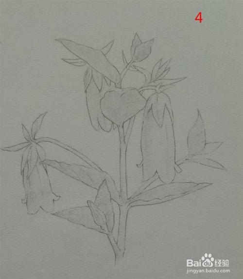 素描画——风铃花的画法