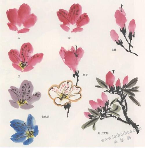 国画杜鹃花的画法