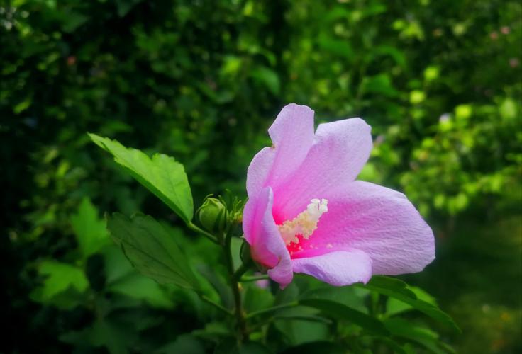 芳树无人花自落,夏日炎热鸟空啼.
