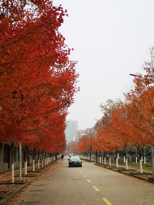 又见文华学院枫叶红