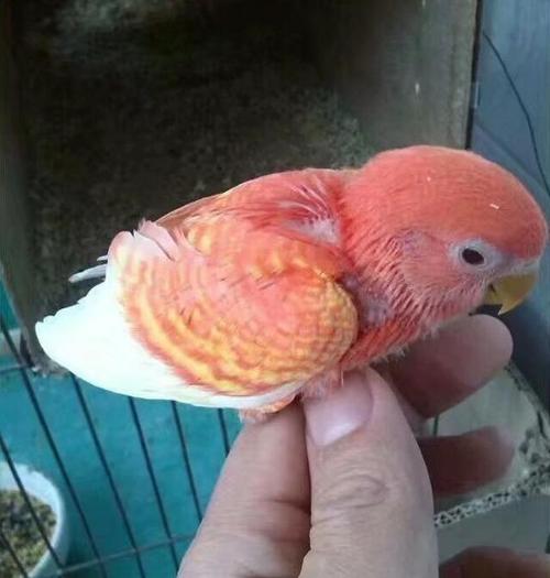 两只变异黄桃牡丹,孵出一窝红色牡丹鹦鹉,网友:肯定活