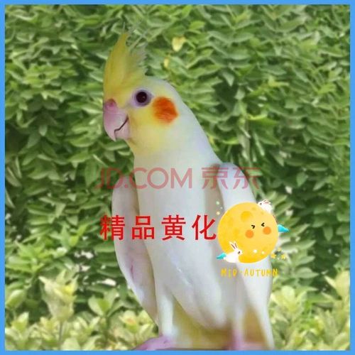 【京东推荐】玄凤鹦鹉雏鸟手养活鸟黄红眼家养中小型 会说话幼鸟宠物