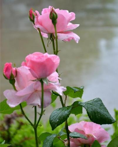 你知道济宁市的市树市花吗