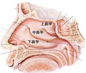 当前位置:>中国交通在线>资讯>健康>什么是鼻甲肥大?