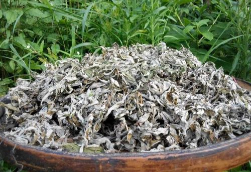 艾草晒干后可以驱蚊吗