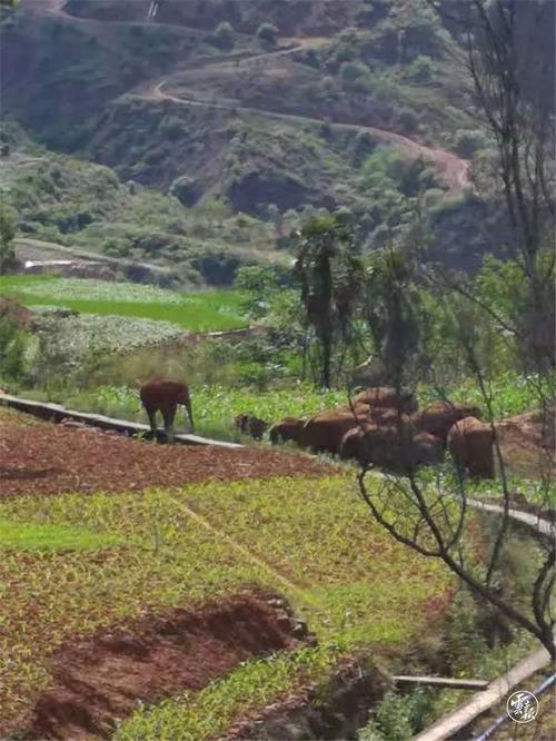 北移象群"转场"了,目前进入峨山县大龙潭乡!