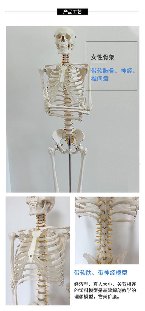 180cm人体大骨骼模型全身解剖骷髅骨架 医学教学带软肋神经椎间盘