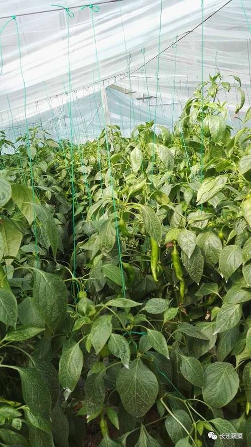 秋延后越冬高产优质辣椒栽培技术,赶紧收藏