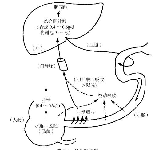 胆汁酸代谢障碍生物化学检验技术