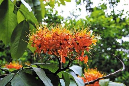 羊城无忧树进入盛花期 花团似燃烧的火炬