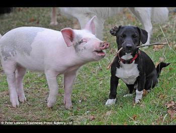 求精美的猪狗在一起的壁纸