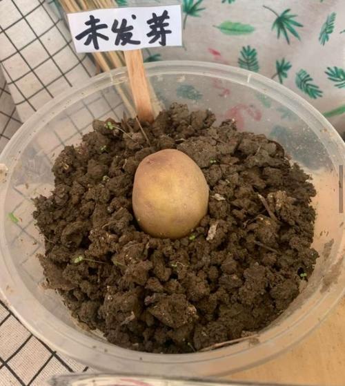 泥土里不发芽的土豆没有任何变化.