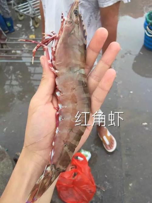 吴默雨带您了解:野生红角虾(对虾)