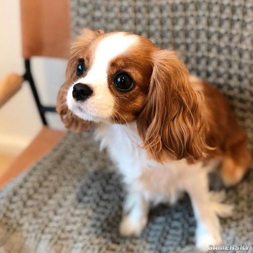 娃娃脸萌颜融化人心 狗界天使的查理王小猎犬