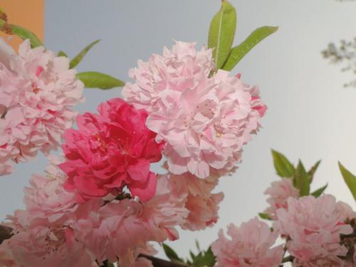桃花什么颜色