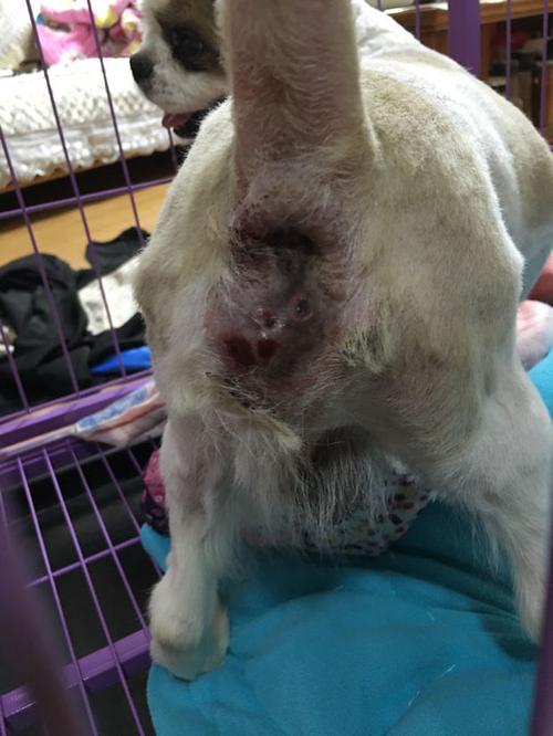 狗狗肛门腺红肿,好