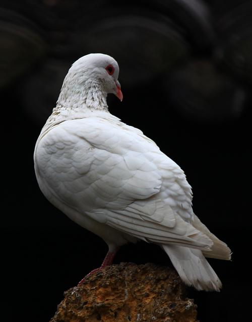 【鸽子和花摄影图片】生态摄影_lyl_48_太平洋电脑网