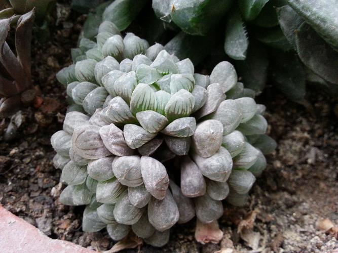 玉露和姬玉露等多肉的照片