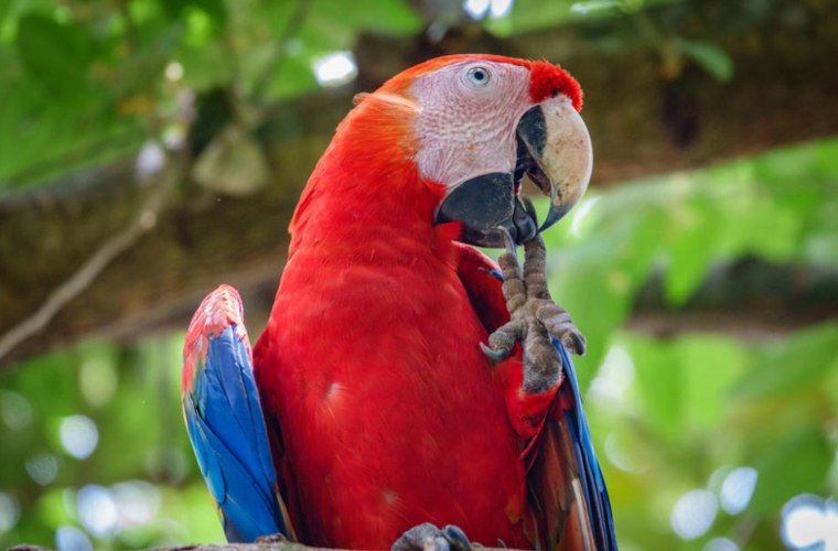 猩红金刚鹦鹉的基本知识:成本,个性和护理