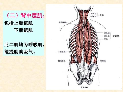 (二)背中层肌: 包括上后锯肌 下后锯肌 此二肌均为呼吸肌, 能提肋助
