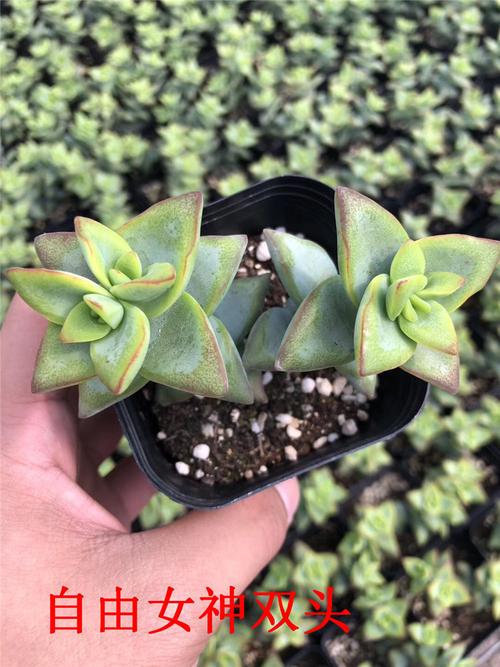 868云南多肉植物精品批发 自由女神双头6.5cm盆多肉品种裸根发