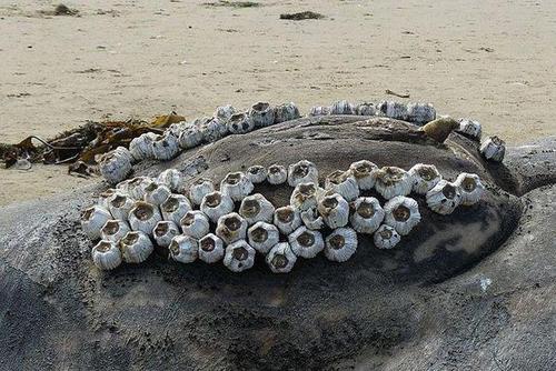 海洋中,被人唾弃的藤壶有多可怕?看看鲸鱼和海龟的样子就懂了