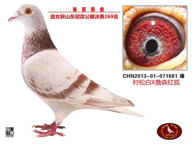 红狐731-裕宸鸽业-中信网爱鸽商城