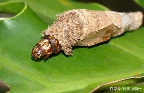 自然科普:爱穿新衣的昆虫们,竟然穿唾液,垃圾做的衣服
