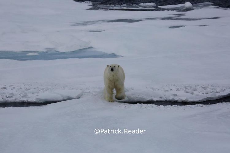 new pictures of the arctic pack ice & polar bears