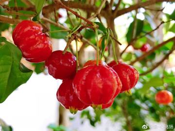 红果仔 别称:巴西红果,番樱桃,蒲红果,棱果蒲桃 浆果球形,直径1-2