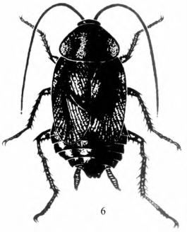 蜚蠊的分类系统和我国重要蜚蠊介绍_医学昆虫学