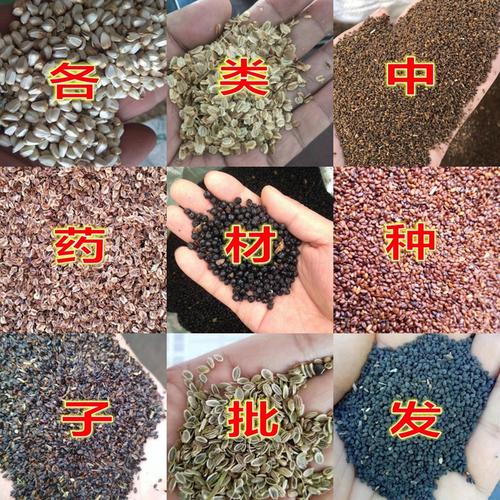 药材种子批发 葶苈子种子 高产量易发芽四季播种新采