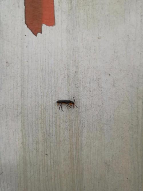 这是什么虫啊?被它爬过竟然长起大水泡来?