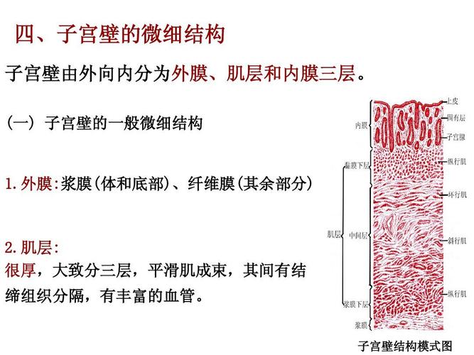 子宫壁结构模式图
