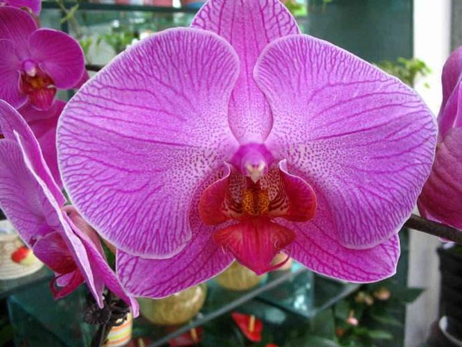 蝴蝶兰寓意是什么 不同颜色的蝴蝶兰花语及象征意义不