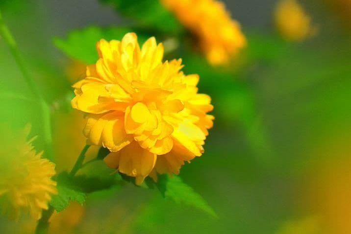 棠棣阴中诗更好棣棠花的古诗词